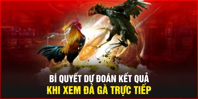 Bí quyết dự đoán kết quả khi xem đá gà trực tiếp