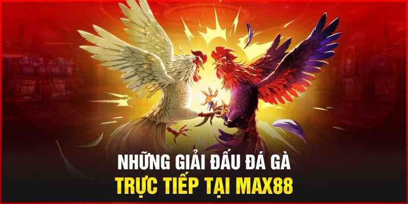 Những giải đấu đá gà trực tiếp tại Max88